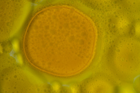 Digestive Enzyme Activity Units Explained: HUT, FIP, ALU and More