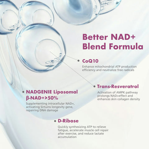 Diagram of NAD+ blend formula components with text on a light background